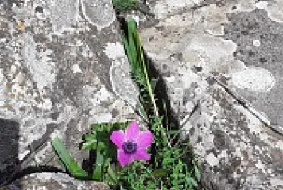 flower between rocks