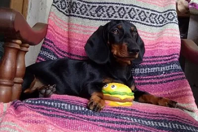 cachorro