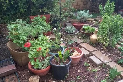 garden
