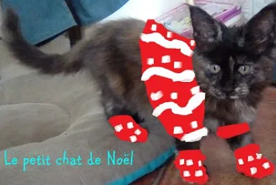 Le petit chat de Noël #chat