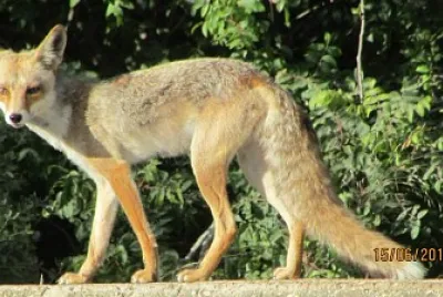 fox