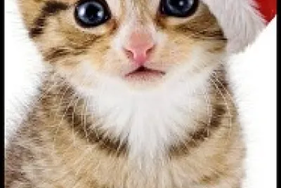 Christmas kitten