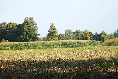 campi di granoturco
