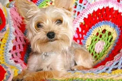 perro