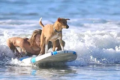 perro