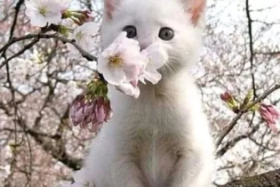 gato