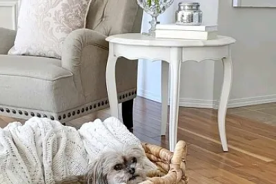 perro