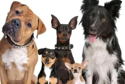 perro