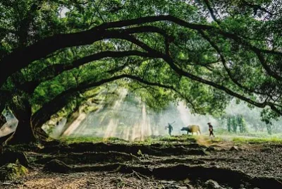 台灣 鄉村晨光序曲 jigsaw puzzle