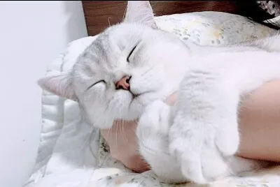 貓