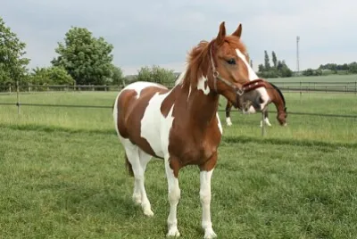 cheval pie jigsaw puzzle