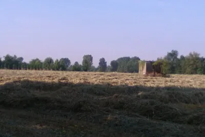 campo di grano