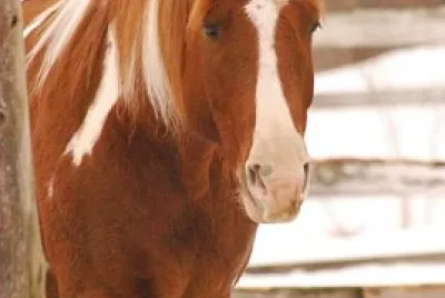 CHEVAL PIE jigsaw puzzle