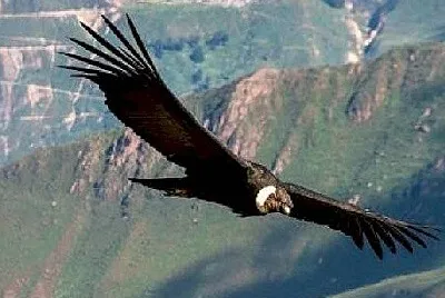 El condor pasa jigsaw puzzle