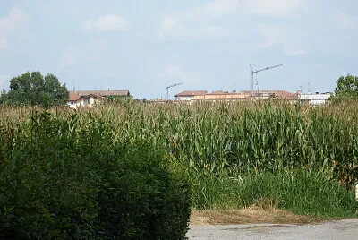 campo di mais