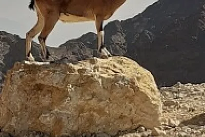 ibex a