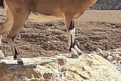 ibex b