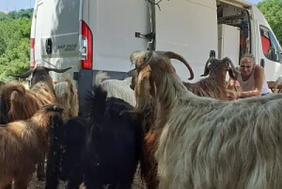 goats