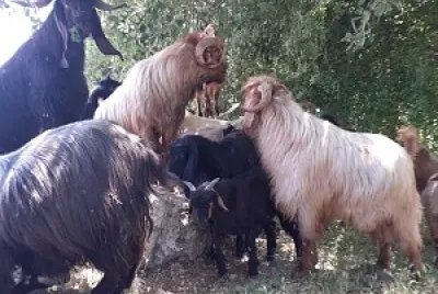 goats2