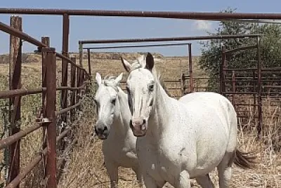 horses