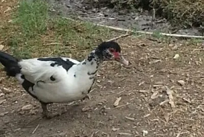 el pato