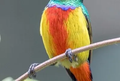 oiseau jigsaw puzzle