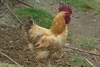 el gallo