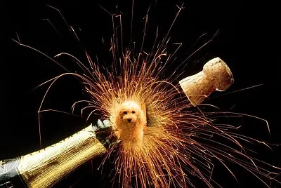 Feliz Año Nuevo!
