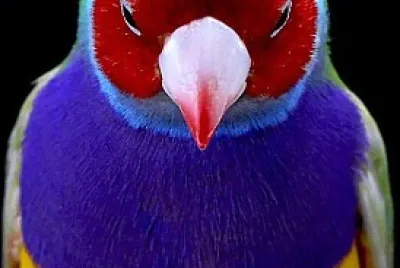 oiseau