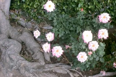Little White Flowers