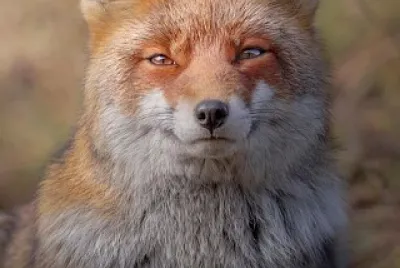 פאזל של animal