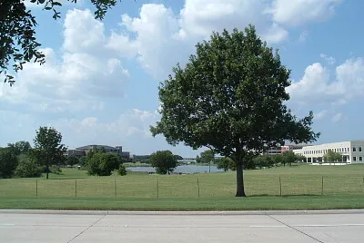 Tree in Park