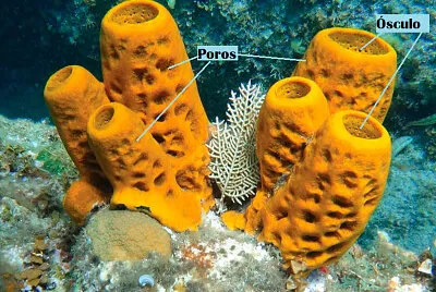 Estructura externa poríferos