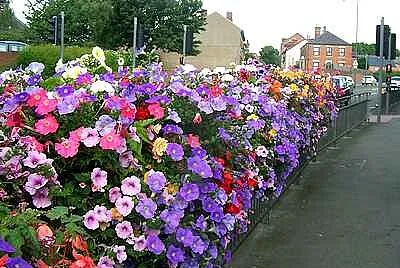 Summer Flowers