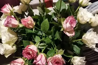Roses