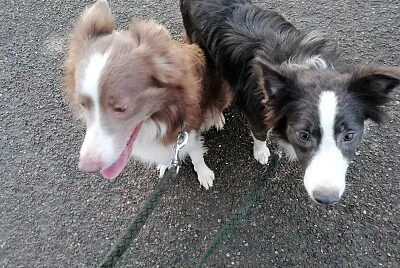 Border collies