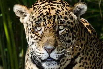 animal