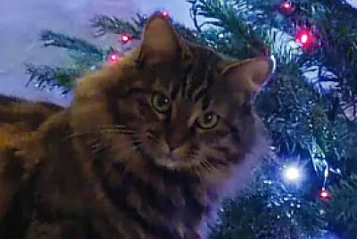 chat au sapin