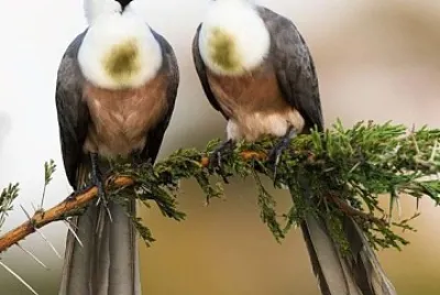 oiseau jigsaw puzzle