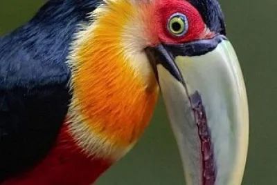 oiseau