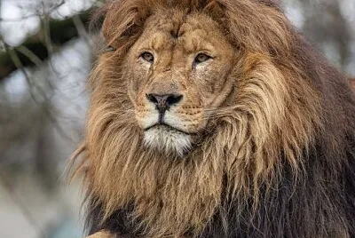 lion jigsaw puzzle