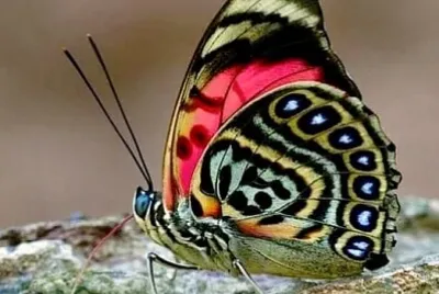 papillon jigsaw puzzle