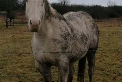 Muddy quarter horse