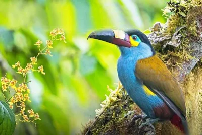 tucan jigsaw puzzle