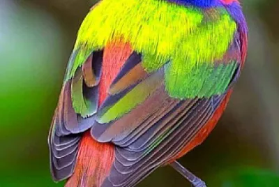 oiseau jigsaw puzzle