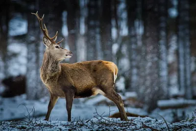 Rompecabezas de reno en la nieve