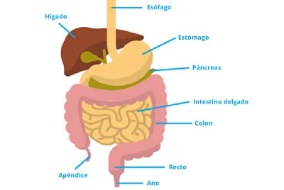 Sistema digestivo
