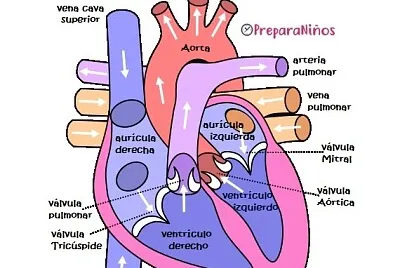 Corazón
