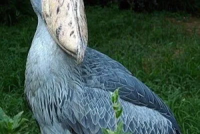 oiseau