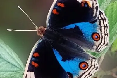 papillon jigsaw puzzle